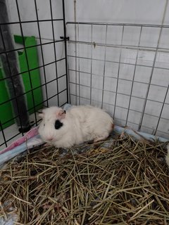 Snowy &amp; Hazel - Guinea Pig Small & Furry