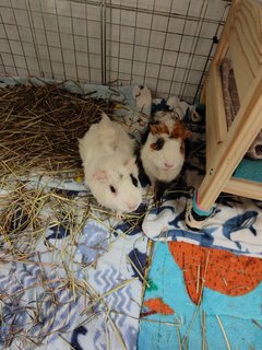 Snowy &amp; Hazel - Guinea Pig Small & Furry