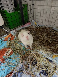 Snowy &amp; Hazel - Guinea Pig Small & Furry