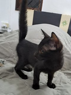 PF125633 - Domestic Short Hair Cat