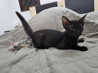 PF125633 - Domestic Short Hair Cat