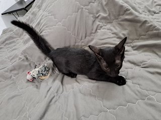 PF125633 - Domestic Short Hair Cat