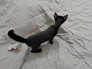 PF125633 - Domestic Short Hair Cat
