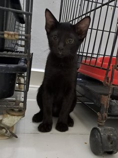 PF125633 - Domestic Short Hair Cat