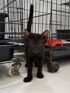 PF125633 - Domestic Short Hair Cat