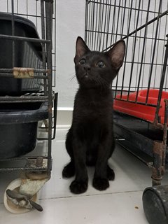 PF125633 - Domestic Short Hair Cat