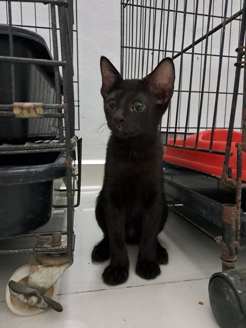 PF125633 - Domestic Short Hair Cat