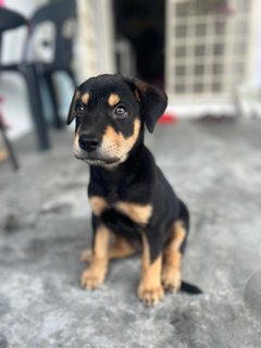 Simba - Mixed Breed Dog