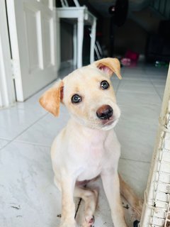 Simba - Mixed Breed Dog