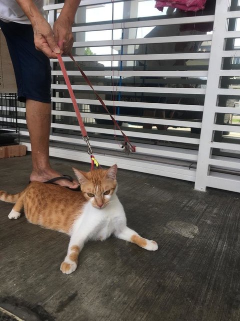 Orange  - Domestic Short Hair Cat