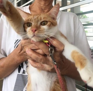 Orange  - Domestic Short Hair Cat