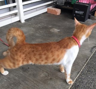 Orange  - Domestic Short Hair Cat