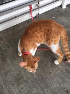 Orange  - Domestic Short Hair Cat