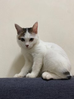 Luna-tuna - Domestic Short Hair + Domestic Long Hair Cat