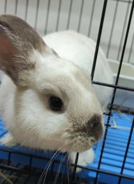 Bobo - Netherland Dwarf Rabbit