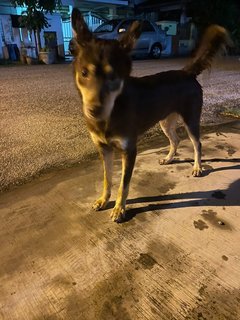 Male Dog Found Tmn Putra Prima, Puchong - Mixed Breed Dog