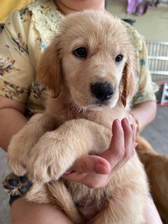 PF125668 - Golden Retriever Dog