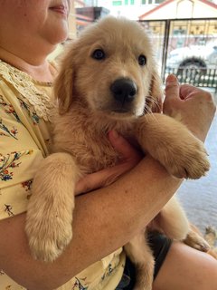 PF125668 - Golden Retriever Dog