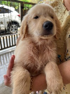 PF125668 - Golden Retriever Dog