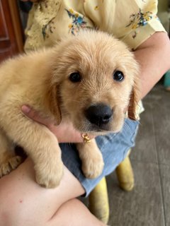 PF125668 - Golden Retriever Dog