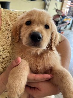 PF125668 - Golden Retriever Dog