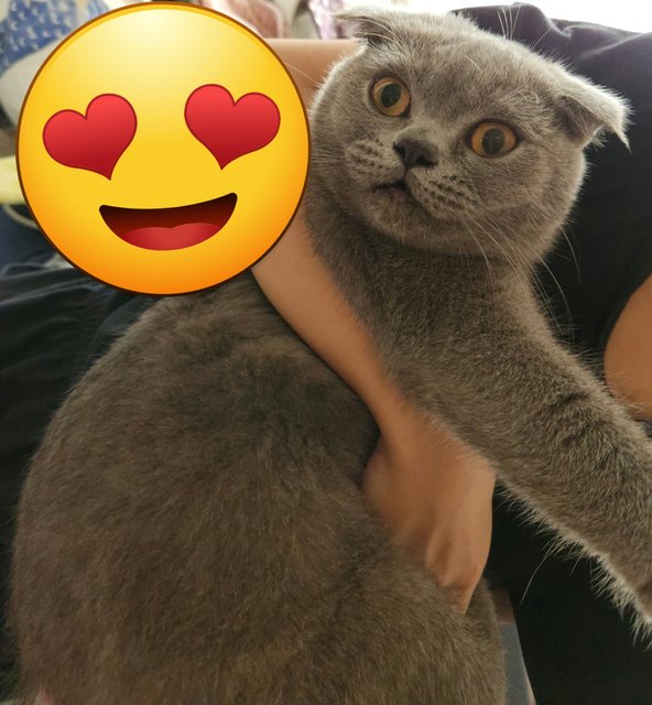 Theo And Spencer  - British Shorthair + Scottish Fold Cat