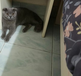 Theo And Spencer  - British Shorthair + Scottish Fold Cat