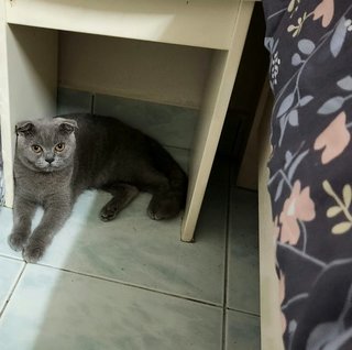 Theo And Spencer  - British Shorthair + Scottish Fold Cat