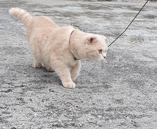 Theo And Spencer  - British Shorthair + Scottish Fold Cat