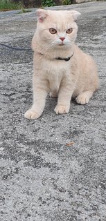 Theo And Spencer  - British Shorthair + Scottish Fold Cat