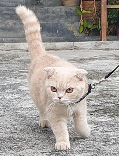 Theo And Spencer  - British Shorthair + Scottish Fold Cat