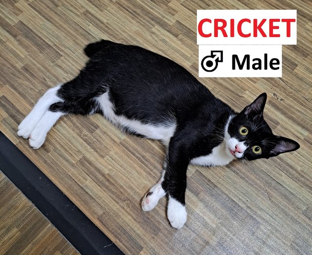 Cricket - Domestic Short Hair Cat