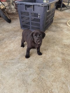 PF125671 - Labrador Retriever Dog