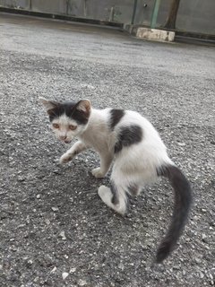 Raya - Domestic Short Hair Cat