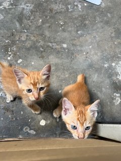 Orange 1 - Domestic Short Hair Cat