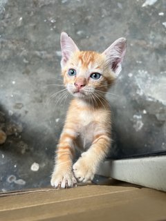 Orange 1 - Domestic Short Hair Cat