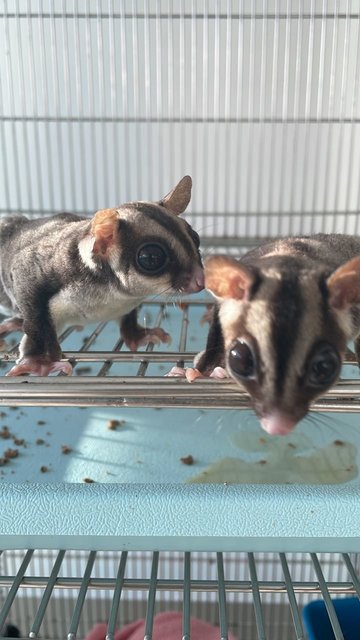 Classic Grey Sugar Glider - Sugar Glider Small & Furry