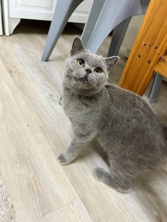 British Shorthair - British Shorthair Cat