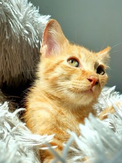 Cheddar - Domestic Short Hair Cat