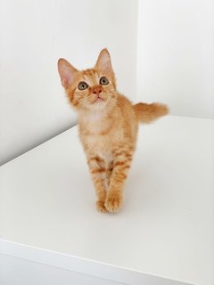 Cheddar - Domestic Short Hair Cat