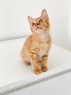 Cheddar - Domestic Short Hair Cat