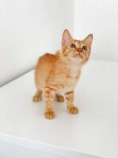 Cheddar - Domestic Short Hair Cat