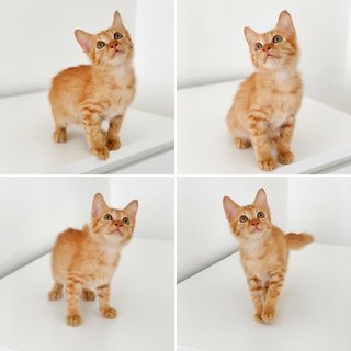 Cheddar - Domestic Short Hair Cat