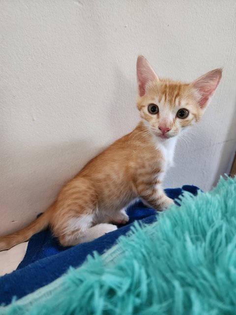 Orangey Gang - Domestic Medium Hair + Domestic Short Hair Cat