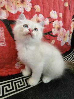 Whitey 1 【ADOPTED】