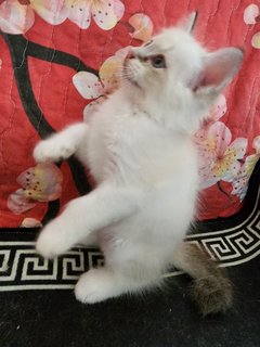 Whitey 1 【ADOPTED】