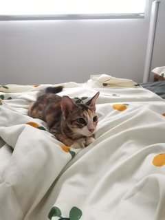 Callie - Calico Cat