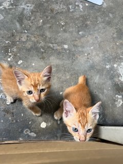 Orange 2 - Domestic Short Hair Cat