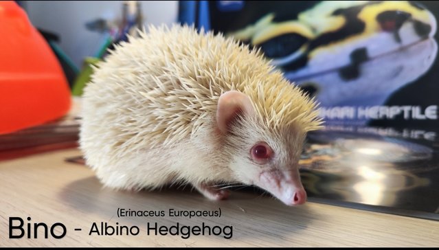 Bino - Hedgehog Small & Furry