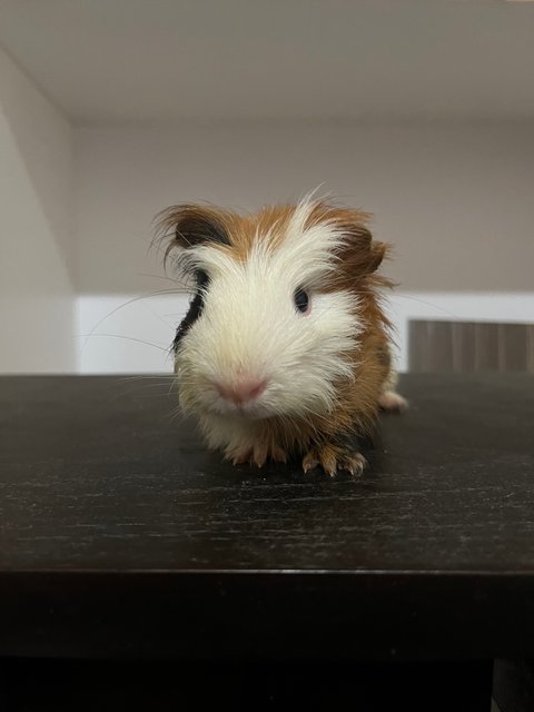 Daisy And Coky - Guinea Pig Small & Furry